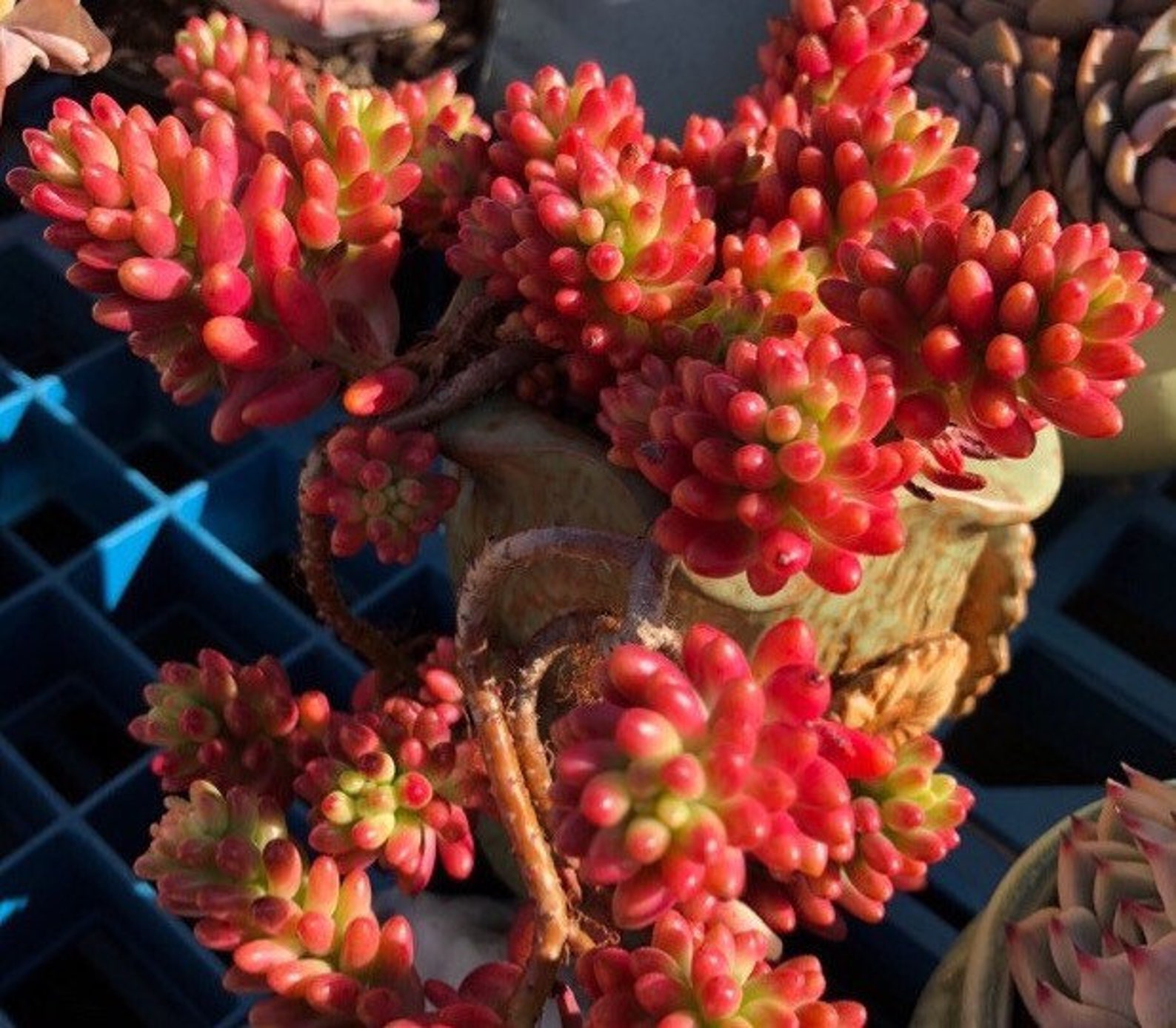 Pink Jelly Bean hardy succulent easy care green in Summer Etsy