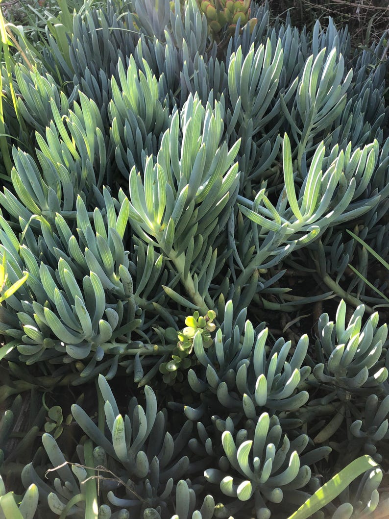 Blue Chalk Sticks，curio Repens, Easy Grow Hardy Succulents, Beautiful ...