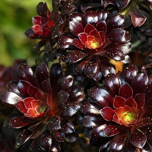Lowest price Aeonium combo, large fresh stem cuttings, random colorful varieties of Aeonium succulents