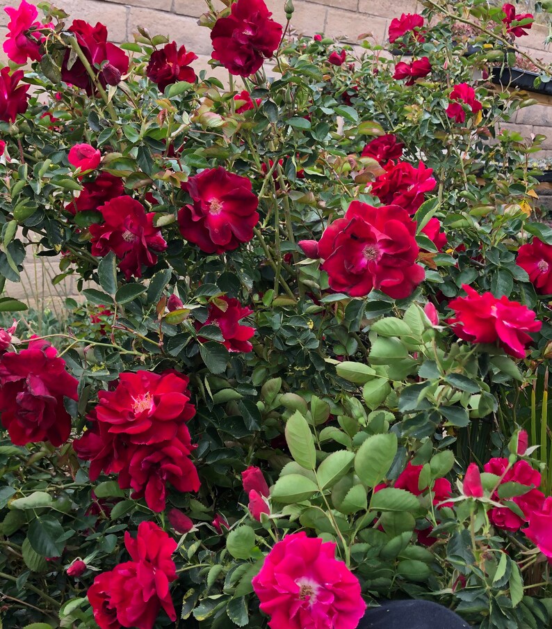 20 Climbing Rose Cuttings No Roots Dark Red Etsy