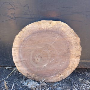 Live Edge Black Walnut wood slice