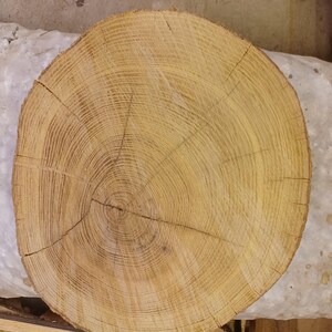 Rough Cut Live Edge Locust Wood Biscuit