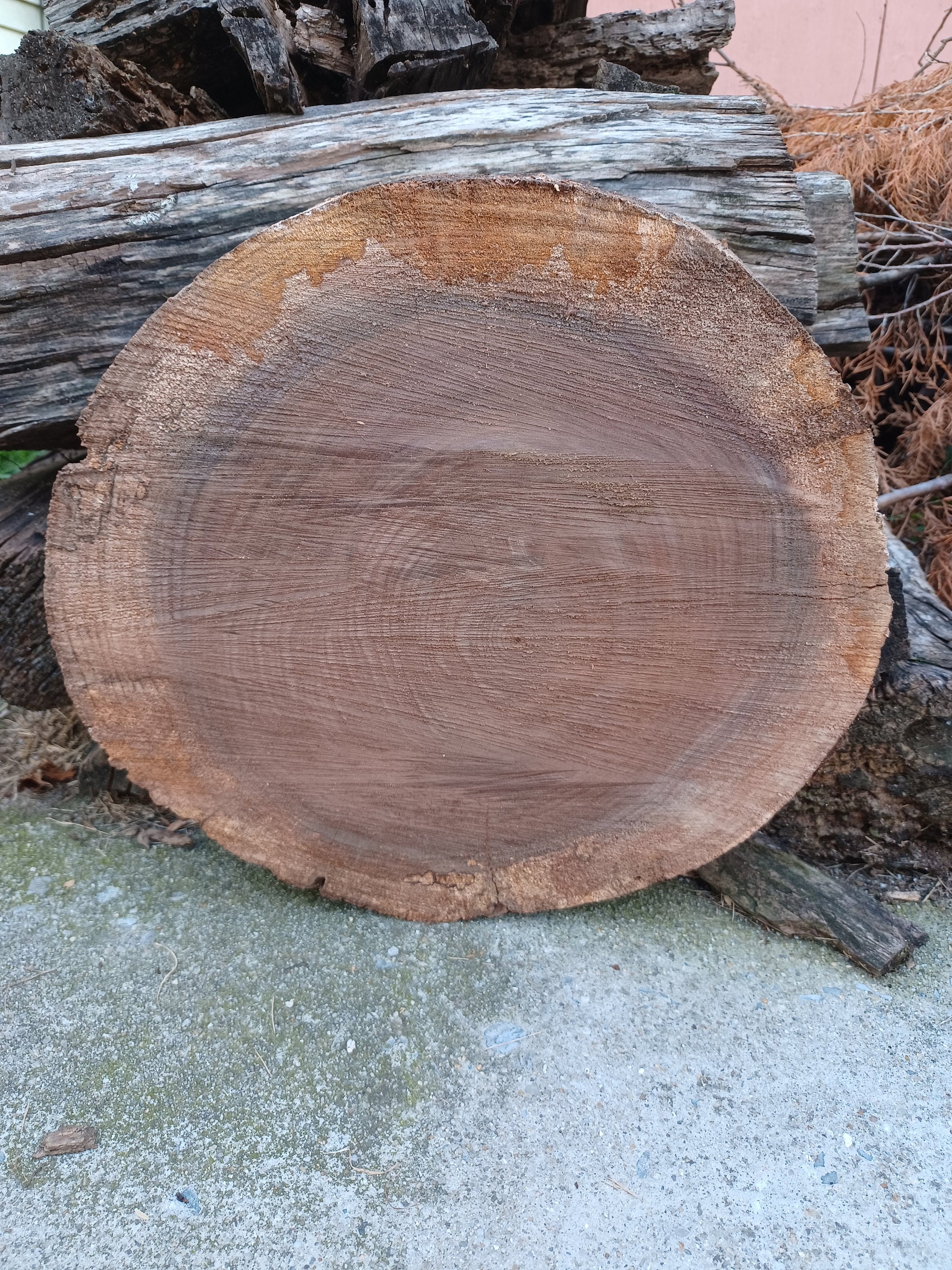 Live Edge Black Walnut Wood Slice Etsy