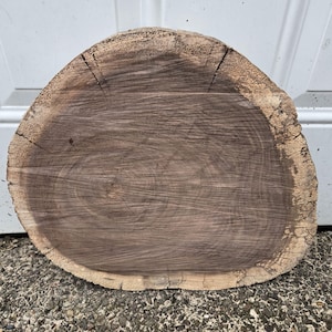 14" Black Walnut Wood Slice