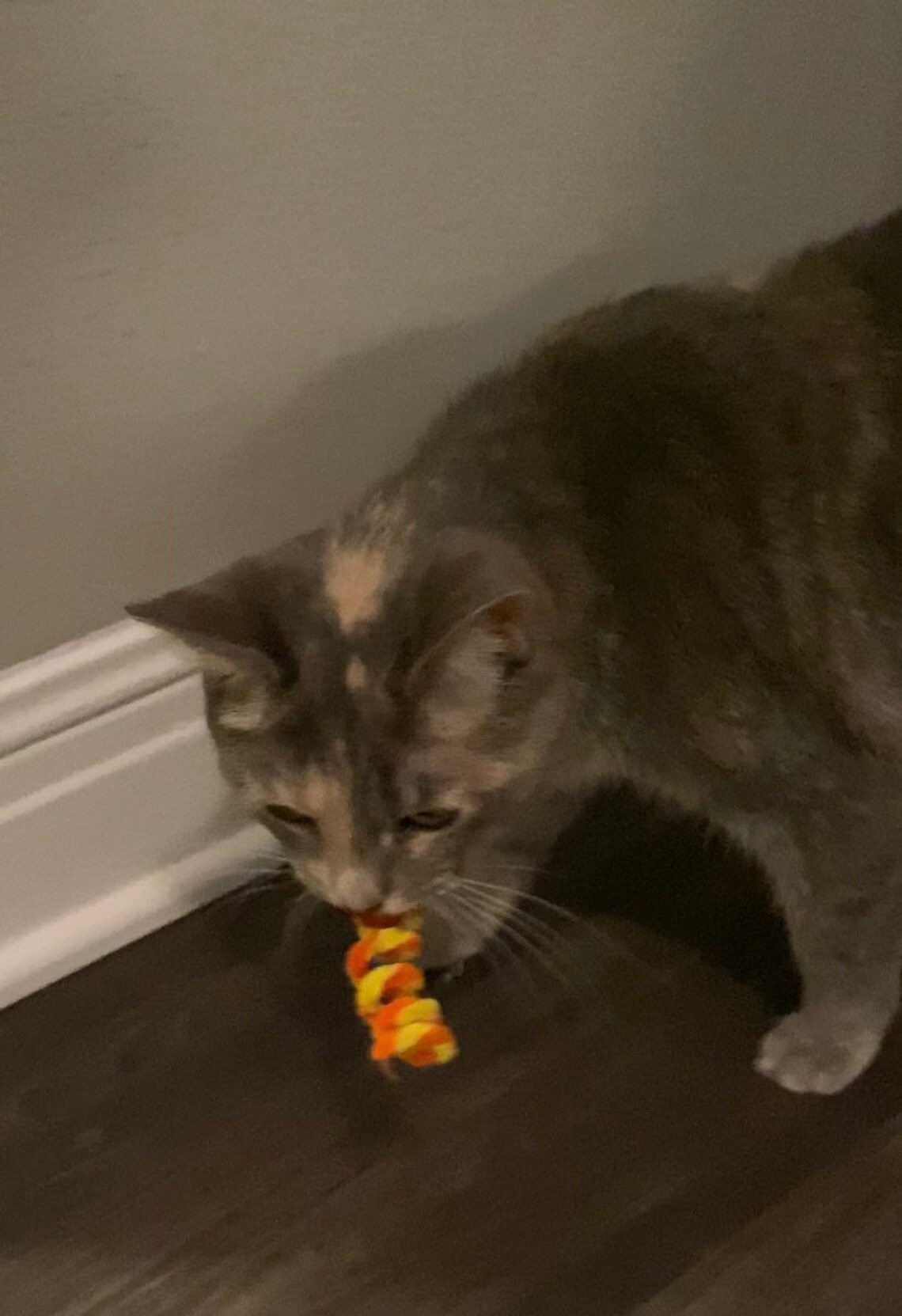 Kitty Squigglez A Safer Pipe Cleaner Cat Toy Etsy