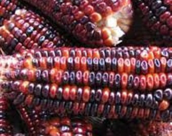 Red Corn Seed Etsy Red Corn Seed Etsy