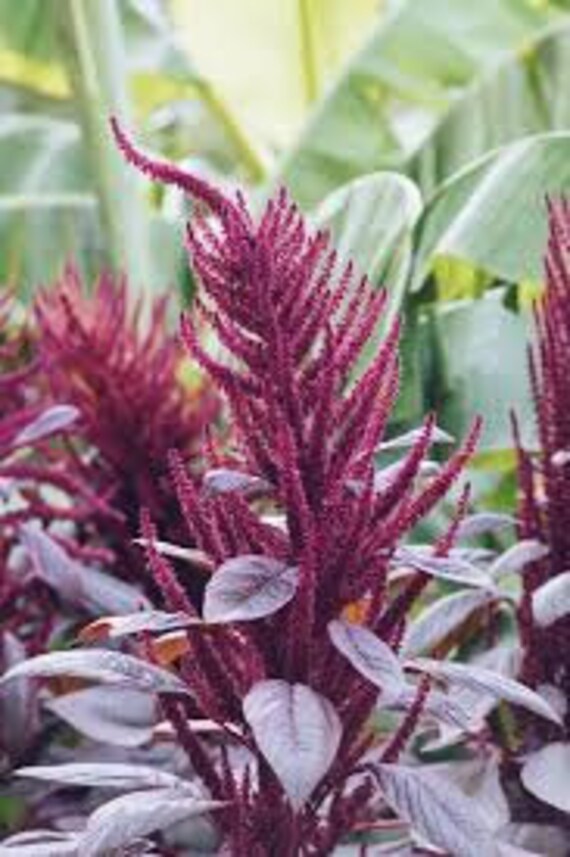 Amaranth Greens/ Grains estimated 200 seeds US non GMO open Etsy