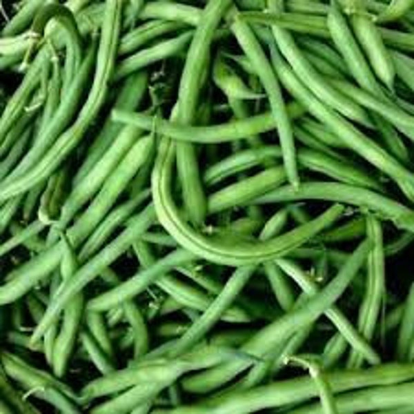 Jade Green Bean Seeds Etsy