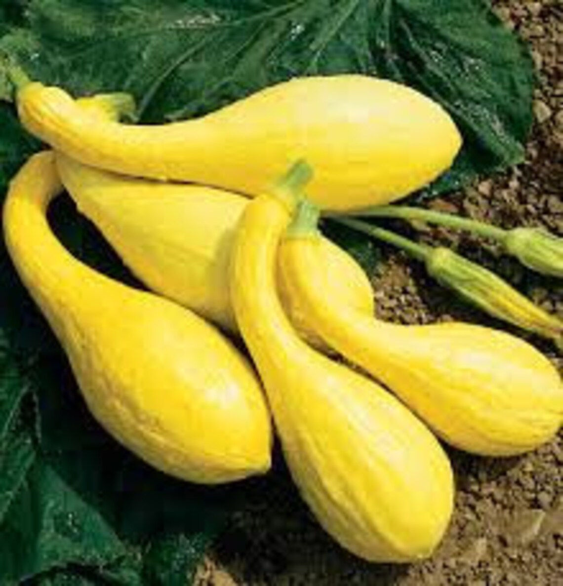 Early Golden Crookneck Squash heirloom USA seeds non GMO Etsy