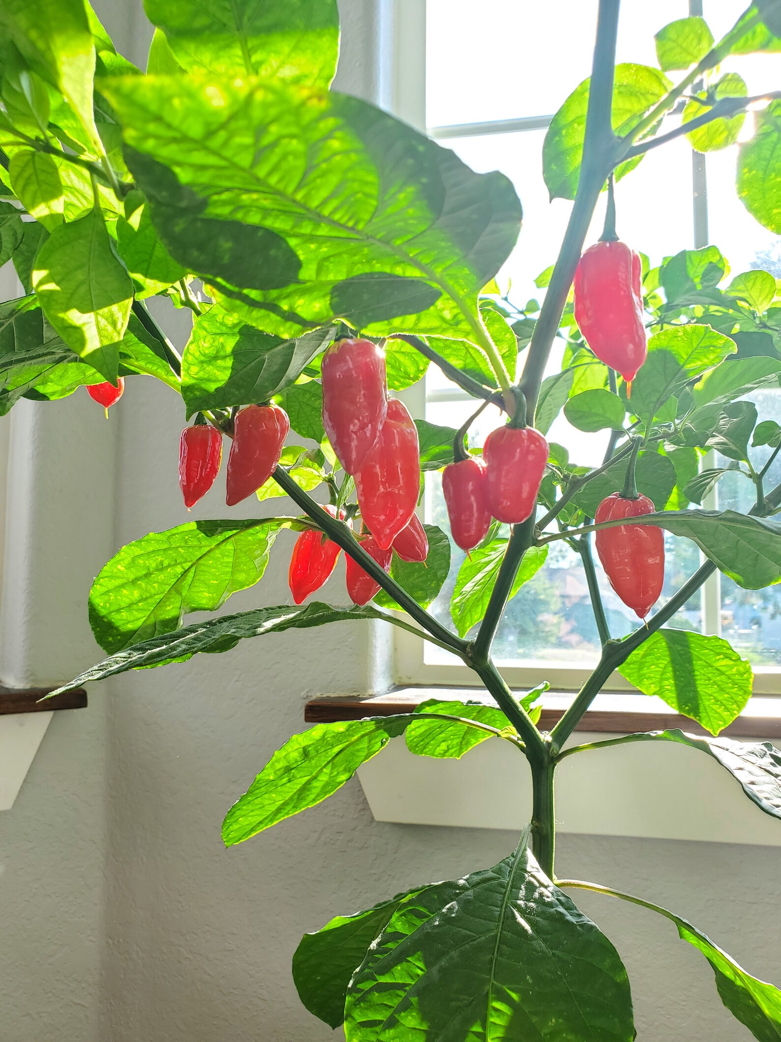 Ghost Pepper Plant Starts Red Bhut Jolokia Starts Etsy