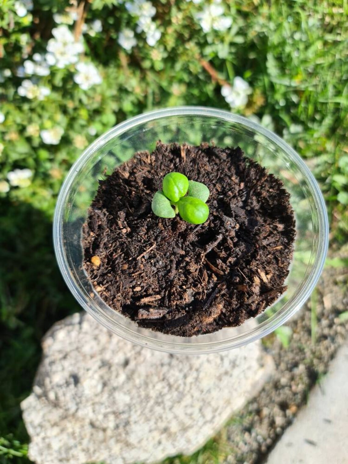 Live Basil Starts / Sprouts Etsy