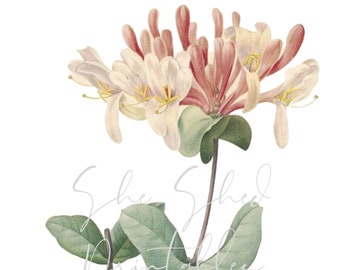 Honeysuckle Digital Download, Image, Instant Download, Vintage, Clipart, DIY Crafts, Flowering Plant, PNG, JPG, Wall Art, Pink Flower