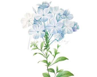 Plumbago Caerulea Digital Download, Image, Vintage, Instant Download, Clipart, DIY Crafts, Flowering Plant, 1700's, PNG, JPG, Blue Flower