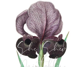 Mourning Iris Digital Download, Image, Instant Download, Vintage, Clipart, DIY Crafts, Flowering Plant, PNG, JPG, Wall Art, Purple Flower
