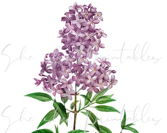 1700's, Persian Lilac Digital Download, Vintage, DIY Crafts, Flower Design, Flowering Plant, Botanical, JPG, PNG, Instant Download, Clipart