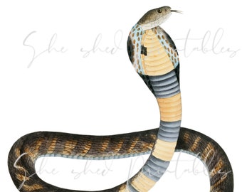 1800's Banded Cobra Illustration Digital Download, Vintage, DIY Crafts, Clipart, Instant Download, JPG PNG, Snake,