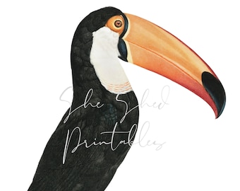 Toco Toucan, Instant Digital Download, Digital Image, Vintage, DIY Crafts, Clipart, JPG, PNG, Wall Art, Bird, Tropical, Parrot, Wall Art