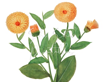 Peut inclure: Une peinture à l'aquarelle d'un bouquet de fleurs de calendula orange et jaune avec des feuilles vertes.