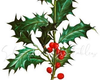 Common Holly Digital Download, Vintage, DIY Crafts, JPG, PNG, Instant Download, Holly and Berries, Christmas image, Red Berries