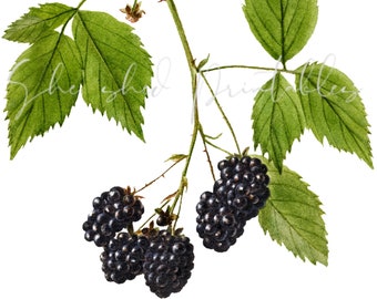 Blackberries Illustration Digital Download, Image, Vintage, Printable, Clipart, DIY Crafts, Plant, Botanical, Fruit