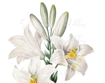Ilustración de acuarela de lirio de Madonna del siglo XIX, descarga digital, vintage, manualidades, clipart, imprimible, descargable, JPG, PNG, flor de Pascua
