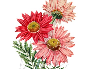 Vintage Aster Flowers Digital Download, Image, Vintage, Printable, Clipart, DIY Crafts, Flowering Plant, PNG, JPG Wall Art