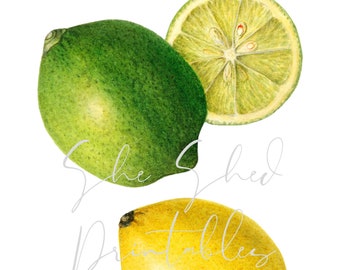 Lemon and Lime Digital Image, Instant Download, Vintage, Clipart, DIY Crafts, Plant, Botanical, Fruit, JPG, PNG, Illustration, Citrus