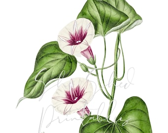 Sweet Potato Flower, Blossom  Digital Download, Vintage, Clipart, DIY Crafts, Plant, Botanical, 1800's, Leaves, foliage, Plant, PNG, JPG