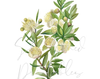 Myrtle Branch Illustration Digital Image, Download, Vintage 1800's DIY Crafts, Flower Design, Plant, Botanical, Spring, Herb