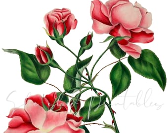Rose Flowers Digital Download, Image, Printable, Clipart, DIY Crafts, Flowering Plant, PNG, JPG, Wall Art, Pink Flower, Flower Clipart