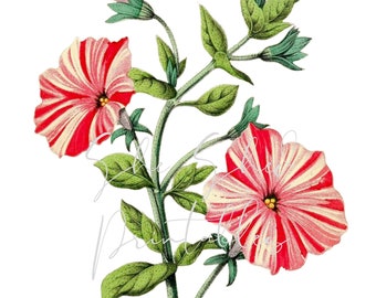 Petunia Digital Download, Image, Instant Download, Vintage, Clipart, DIY Crafts, Flowering Plant, PNG, JPG, Wall Art, Pink Red Flower
