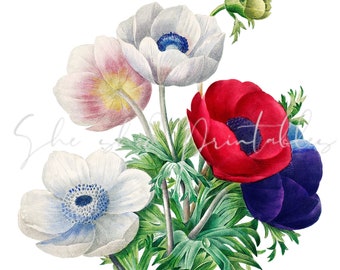 Anemone Flowers Digital Download, Image, Vintage, Printable, Clipart, DIY Crafts, Flowering Plant, 1700's, PNG, JPG, Wall Art
