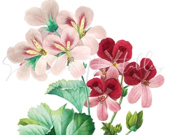 Cranesbill, Geranium Digital Download, Vintage, DIY Crafts, Flower Design, Blossom, Bloom, Botanical, Digital Image Instant Download Clipart
