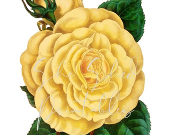 Vintage Yellow Rose Illustration Digital Download, Descarga instantánea, Artesanías diy, Clipart, JPG, PNG, Flor, Floral, Botánico