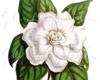 Gardenia Digital Download, Instant Download, Vintage, DIY Crafts, Flower Design, Plant, PNG, JPG, Botanical, 1800's, Garden, White Flower