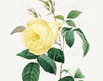 1700's Yellow Rose Illustration Digital Download, Vintage, DIY Crafts, Clipart, Printable, Downloadable, JPG, PNG, Flower