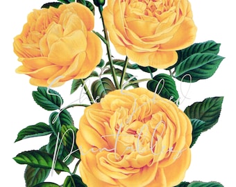 Vintage Yellow Rose Illustration Digital Download, Descarga instantánea, Artesanías diy, Clipart, JPG, PNG, Flor, Floral, Botánico