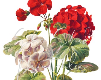 Geranium flowers Digital Download, Image, Printable, Clipart, DIY Crafts, Flowering Plant, PNG, JPG, Wall Art, Red Flower