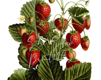 May include: A vintage illustration of a strawberry plant with red ripe strawberries and green leaves.