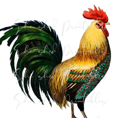 Watercolor Png Rooster Printable Digital Download Etsy