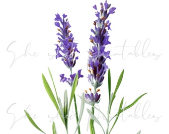 Lavender, Clipart Digital Download, Image, Vintage, Clipart, DIY Crafts, Flowering Plant, PNG, JPG, Wall Art, Instant Download