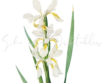 Gold-banded Iris Digital Download, Image, Vintage, Printable, Clipart, DIY Crafts, Flowering Plant, 1800's, PNG JPG Wall Art, Watercolor art