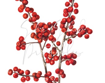 Winterberry Digital Download, Image, Vintage Clipart DIY Crafts, Plant, Early 1900&#39;s, Botanical, PNG, JPG Tree Branch, Red Berries