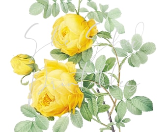 Golden coreopsis Digital Image, Download, Vintage 1800's DIY Crafts, Flower Design, Plant, Botanical, Spring, Floral, Yellow