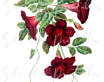 Mandevilla Vine Digital Download, Image, Instant Download, DIY Crafts, Flowering Plant, PNG, JPG, Wall Art, Red Flower, Rose Clipart