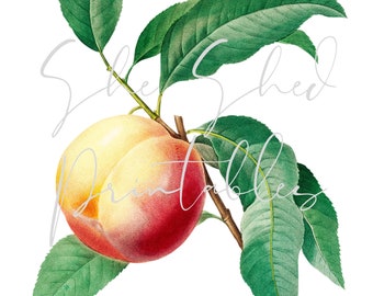 Peach Fruit Digital Download, Image, Vintage, Printable, Clipart, DIY Crafts, Plant, Botanical, Fruit, Branch, 1800's, JPG, PNG