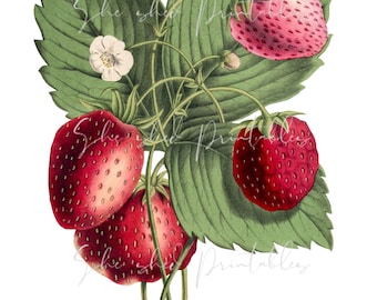 May include: A vintage illustration of a cluster of red and pink strawberries with green leaves and stems. The strawberries are arranged in a bouquet-like shape, with the largest strawberry at the top.