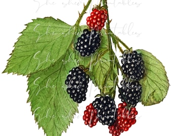Blackberries Illustration Digital Download, Image, Vintage, Printable, Clipart, DIY Crafts, Plant, Botanical, Fruit