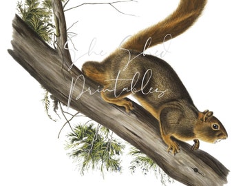 1800's Red-tailed Squirrel Digital Download, Vintage, DIY Crafts, Clipart, Printable, Instant Download, JPG PNG, Wall art Illustration