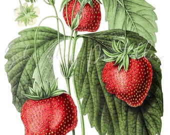 Strawberry Digital Download, Vintage, Clipart, DIY Crafts, Fruit Design, Strawberry Plant, Vintage JPG, PNG, Fruit Clipart, Garden, Red